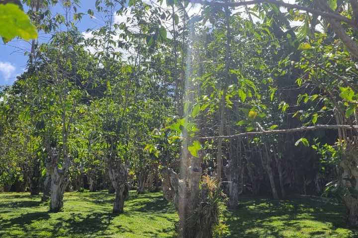 Sunlit garden with dense leafy trees, lush grass, and clear blue sky.